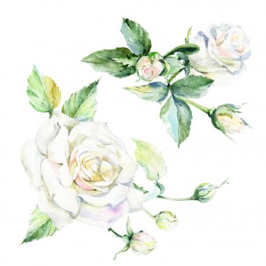 Kır çiçeği gül çiçek izole bir suluboya tarzında.