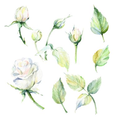 Kır çiçeği gül çiçek izole bir suluboya tarzında.