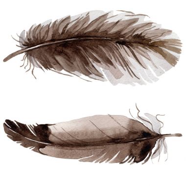 Suluboya kuş tüyü izole kanat üzerinden.