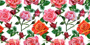 Kır çiçeği gül çiçek deseni suluboya tarzında.