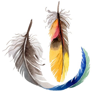 Suluboya kuş tüyü izole kanat üzerinden.