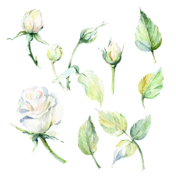 Kır çiçeği gül çiçek izole bir suluboya tarzında.