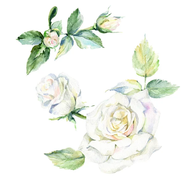 Kır çiçeği gül çiçek izole bir suluboya tarzında.