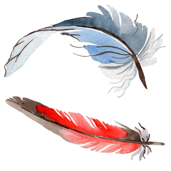 Suluboya kuş tüyü izole kanat üzerinden.