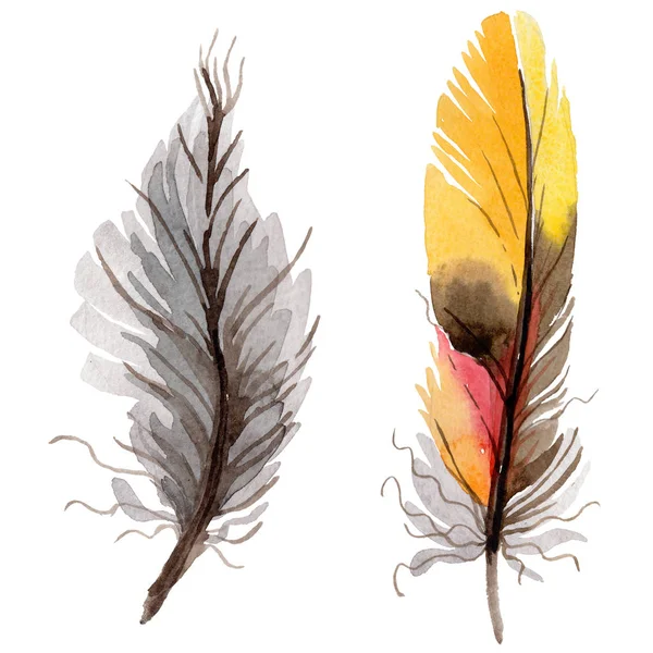 Suluboya kuş tüyü izole kanat üzerinden.