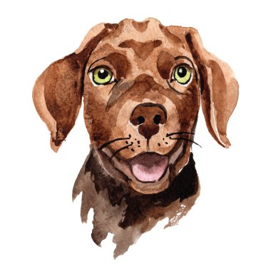 Egzotik köpek vahşi hayvan izole bir suluboya tarzında.