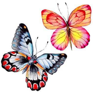 Egzotik kelebek vahşi böcek izole bir suluboya tarzında.