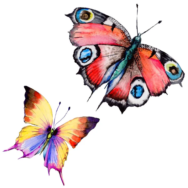 Exotic  butterfly wild insect in a watercolor style isolated. — Stock Photo, Image