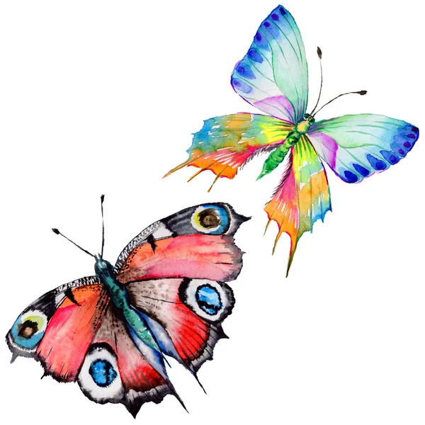 Exotic  butterfly wild insect in a watercolor style isolated. — Stock Photo, Image