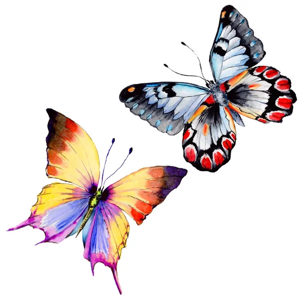 Екзотичні метелики дикі комахи в акварельному стилі ізольовані . — стокове фото
