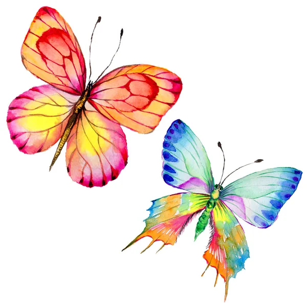 Exotic  butterfly wild insect in a watercolor style isolated. — Stock Photo, Image