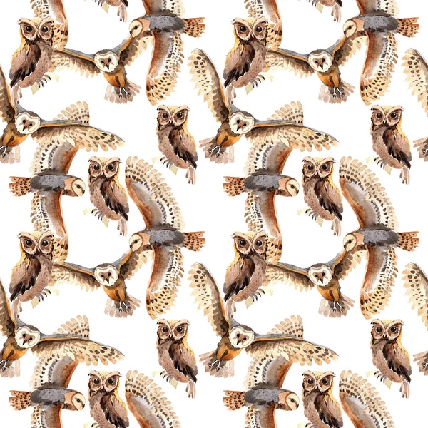 Sky bird owl pattern in a wildlife by watercolor style. — Stock Photo, Image