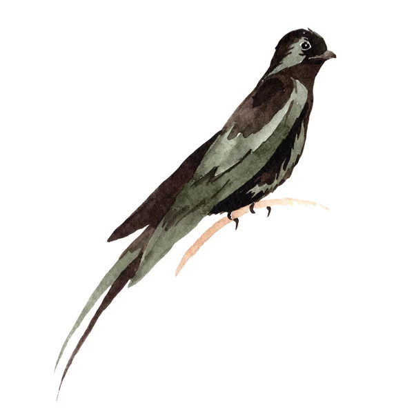 Sky pták polyká v wildlife akvarel styl, samostatný. — Stock fotografie