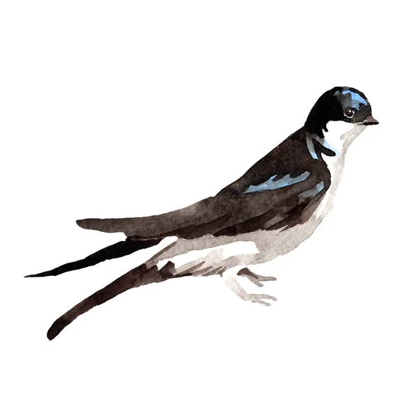 Sky fågel svalor i ett djurliv av akvarell stil isolerade. — Stockfoto