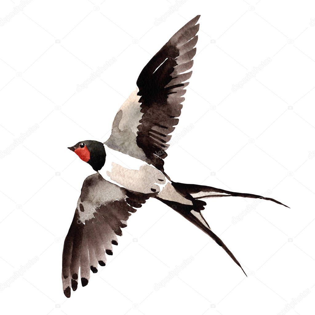 Sky bird Swallows in a wildlife by watercolor style isolated.