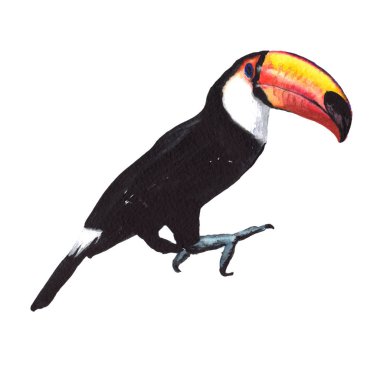 Gökyüzü kuş toucan suluboya Style izole bir yaban hayatı içinde.