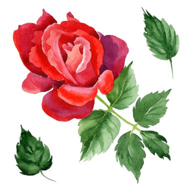 Kır çiçeği gül çiçek izole bir suluboya tarzında.