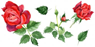 Kır çiçeği gül çiçek izole bir suluboya tarzında.