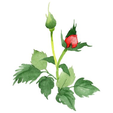 Kır çiçeği gül çiçek izole bir suluboya tarzında.