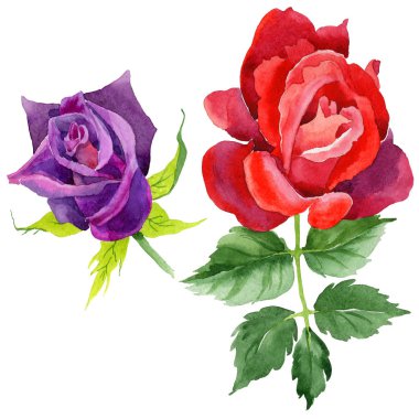 Kır çiçeği gül çiçek izole bir suluboya tarzında.