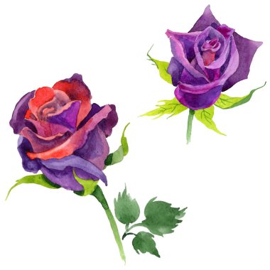 Kır çiçeği gül çiçek izole bir suluboya tarzında.