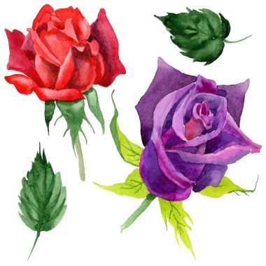 Kır çiçeği gül çiçek izole bir suluboya tarzında.