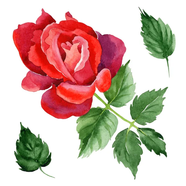 Kır çiçeği gül çiçek izole bir suluboya tarzında.