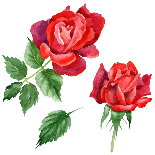 Fiore di rosa selvatica in uno stile di acquerello isolato . — Foto Stock