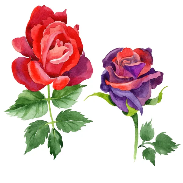 Kır çiçeği gül çiçek izole bir suluboya tarzında.