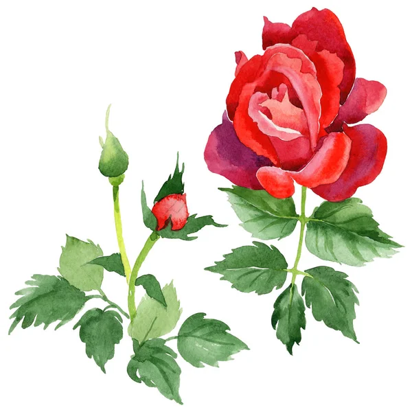 Kır çiçeği gül çiçek izole bir suluboya tarzında.