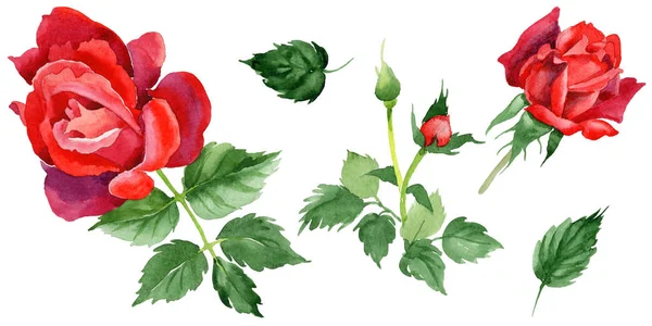 Kır çiçeği gül çiçek izole bir suluboya tarzında.