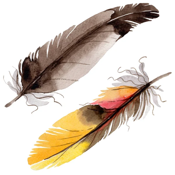 Suluboya kuş tüyü izole kanat üzerinden.