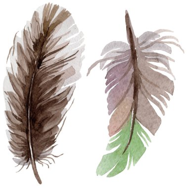 Suluboya kuş tüyü izole kanat üzerinden.
