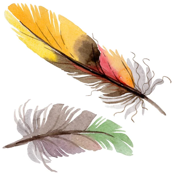 Suluboya kuş tüyü izole kanat üzerinden.