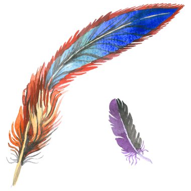 Suluboya kuş tüyü izole kanat üzerinden.