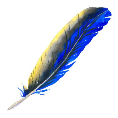 Suluboya kuş tüyü izole kanat üzerinden.