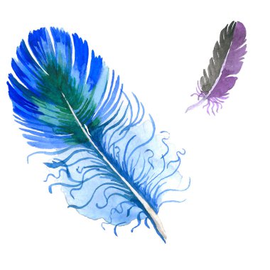 Suluboya kuş tüyü izole kanat üzerinden.