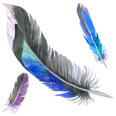 Suluboya kuş tüyü izole kanat üzerinden.