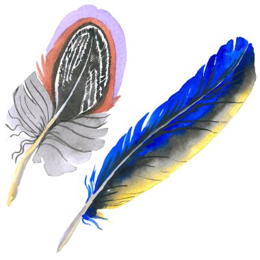 Suluboya kuş tüyü izole kanat üzerinden.