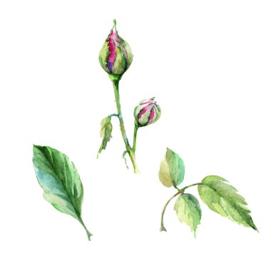 Kır çiçeği gül çiçek izole bir suluboya tarzında.