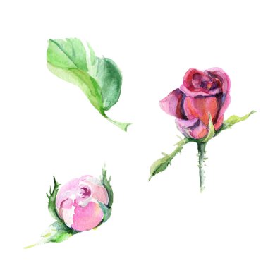 Kır çiçeği gül çiçek izole bir suluboya tarzında.