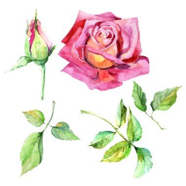 Kır çiçeği gül çiçek izole bir suluboya tarzında.