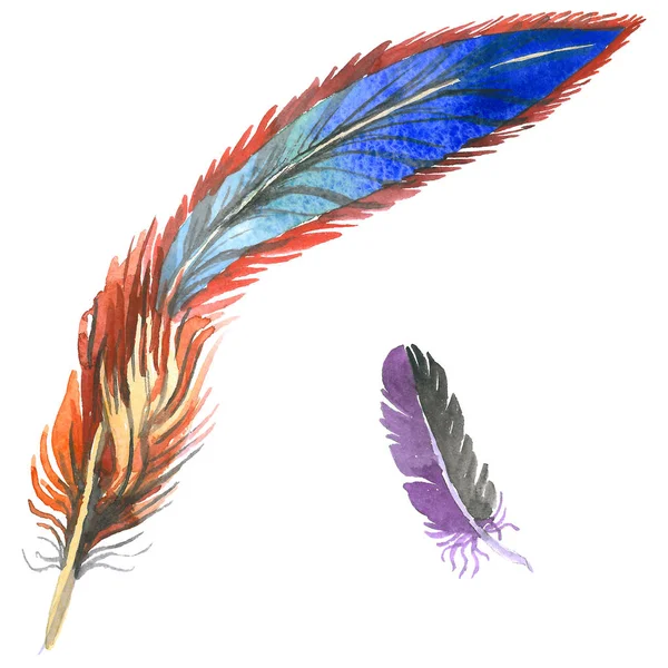 Suluboya kuş tüyü izole kanat üzerinden.
