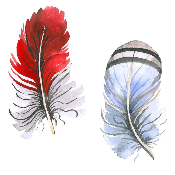 Watercolor bird feather from wing isolated. — Stock Photo, Image