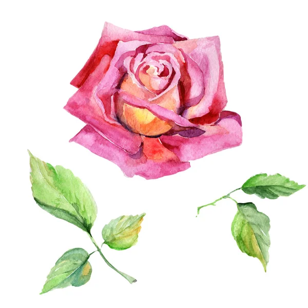 Fleurs sauvages rose fleur dans un style aquarelle isolé . — Photo