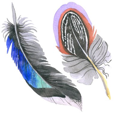 Suluboya kuş tüyü izole kanat üzerinden.