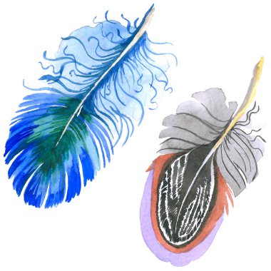 Suluboya kuş tüyü izole kanat üzerinden.