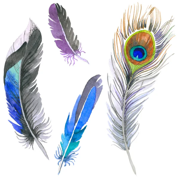 Suluboya kuş tüyü izole kanat üzerinden.