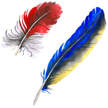 Suluboya kuş tüyü izole kanat üzerinden.