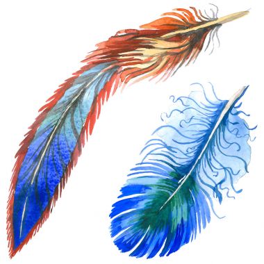 Suluboya kuş tüyü izole kanat üzerinden.